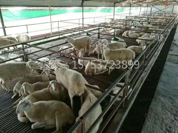 羊床案例